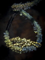   Xeno crab Xenocarcinus tuberculatusTulamben Bali  